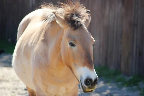 Beautiful adult brown horse outdoors, closeup — Stock Photo, Image