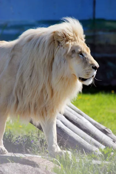 León africano blanco. Mamífero, cabeza . — Foto de Stock