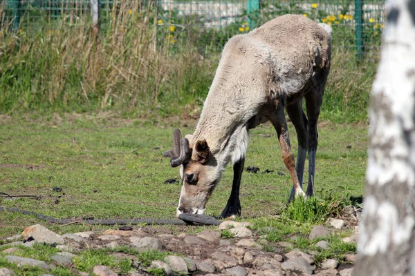 A young reindeer water from the hose, thirst. — Stock Photo, Image