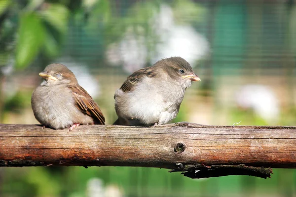 Dva šťastní vrabci sedí na bidýlku, makro — Stock fotografie