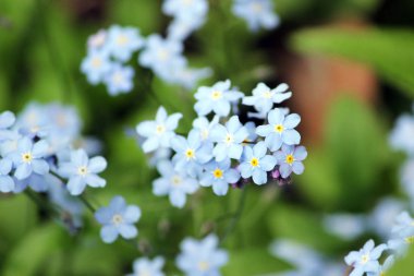 Yakın çekimde beni değil çiçekler unutun.