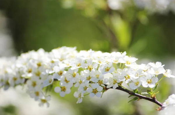 Unglaublich üppig blühender Strauch der weißen Spiraea. — Stockfoto