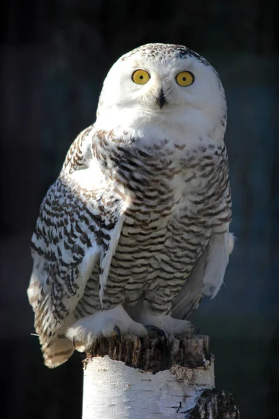 Portrait of an snow owl, macro