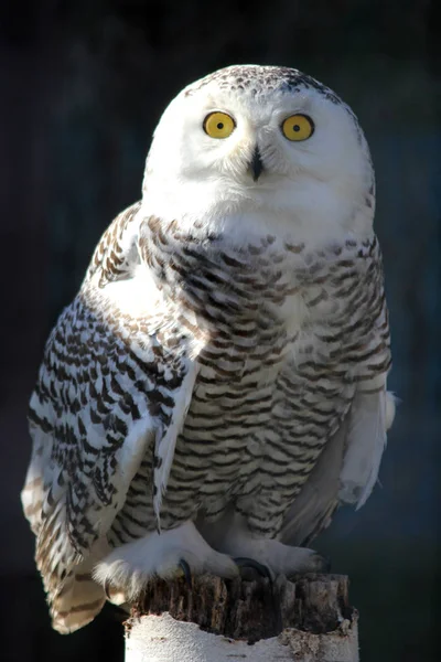 Portrait of an snow owl