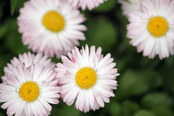 Schöne Gänseblümchen auf grünem Rasen — Stockfoto