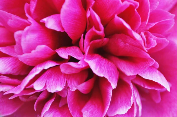 Wunderschöne purpurfarbene Pfingstrose, rosa — Stockfoto