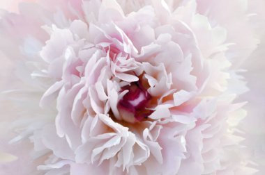 Güzel kırmızı şakayık çiçek, beyaz