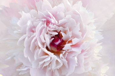 Güzel kırmızı şakayık çiçek, beyaz