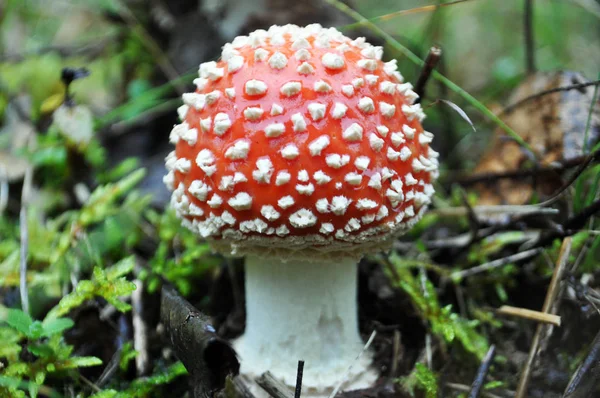 Jed Muchomůrka houby — Stock fotografie