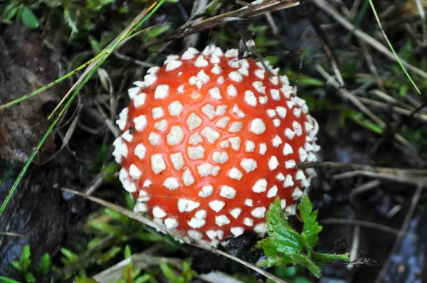 Jed Muchomůrka houby — Stock fotografie