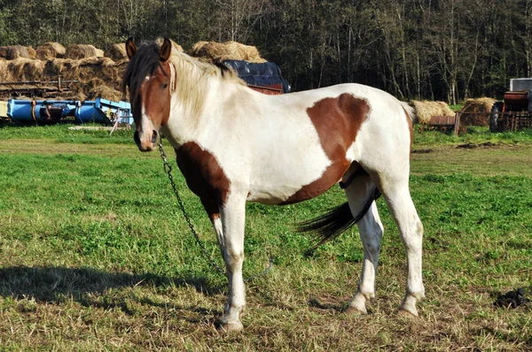 Brown or white horse walking outdoor — Stock Photo, Image