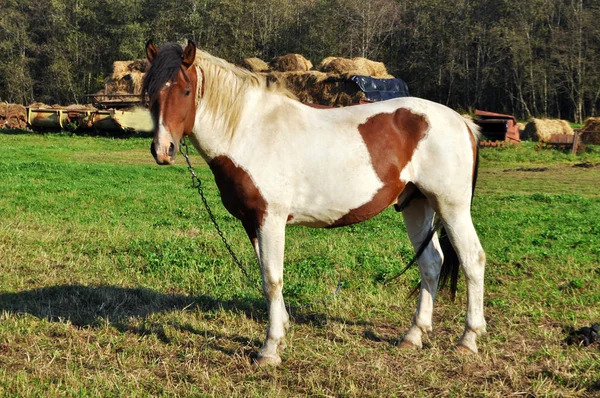 Beauty brown or white horse — Stock Photo, Image