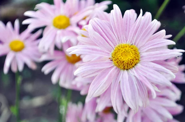 Pink blooming chrysanthemum flowers — Stock Photo, Image