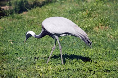 Büyük mavi balıkçıl portre