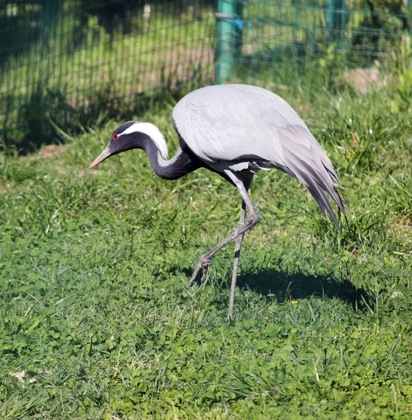 Große Blaureiher Nahaufnahme — Stockfoto