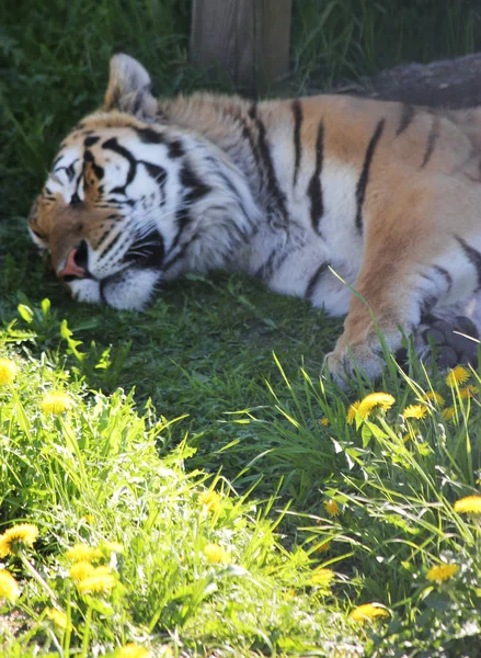 Tigre sibérien dormant dans l'herbe . — Photo