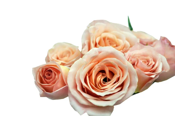 Haufen rosa Rosenblüten auf weißem Grund — Stockfoto