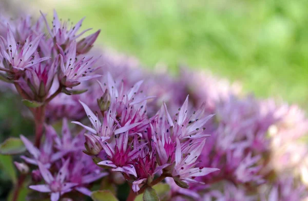 Purple wild blooming flowers — Stock Photo, Image