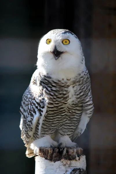 Portrait of an snow owl sitting on the wood trank stunk — Stock Photo, Image