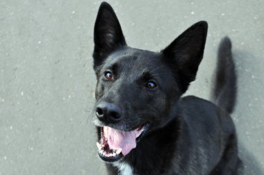 Alman çoban köpeği, büyük namlu