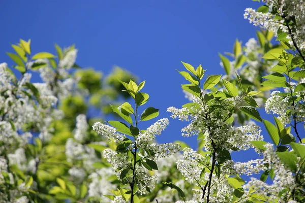 Ágak gyönyörű fehér virágok és zöld levelei bloomi — Stock Fotó