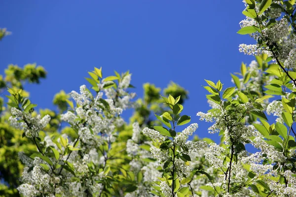 Güzel beyaz çiçekler ve bloomi yeşil yaprakları ile dalları — Stok fotoğraf
