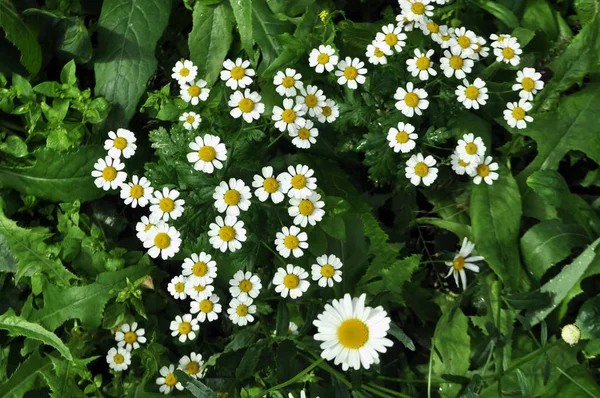 Prado de flores de camomila selvagens ou brancas . — Fotografia de Stock