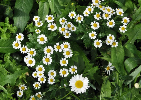 野生または白いカモミールの花の草原. — ストック写真