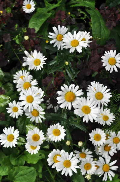 Prado de flores de camomila selvagens ou brancas . — Fotografia de Stock