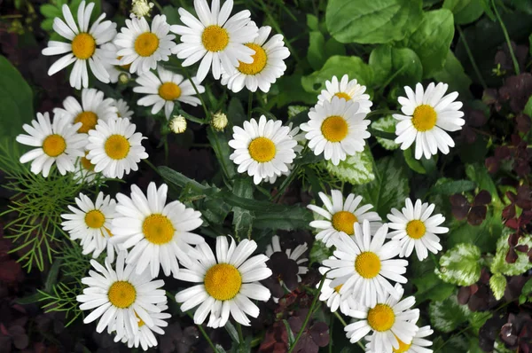 野生または白いカモミールの花の草原. — ストック写真