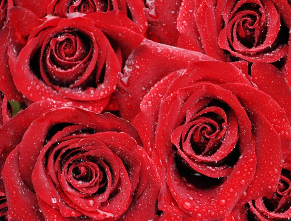 许多大红玫瑰滴 — 图库照片
