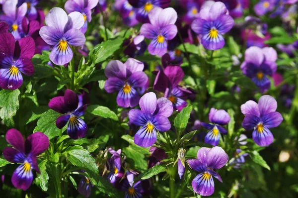 Viele schöne lila Stiefmütterchen Blumen, festlicher Hintergrund — Stockfoto