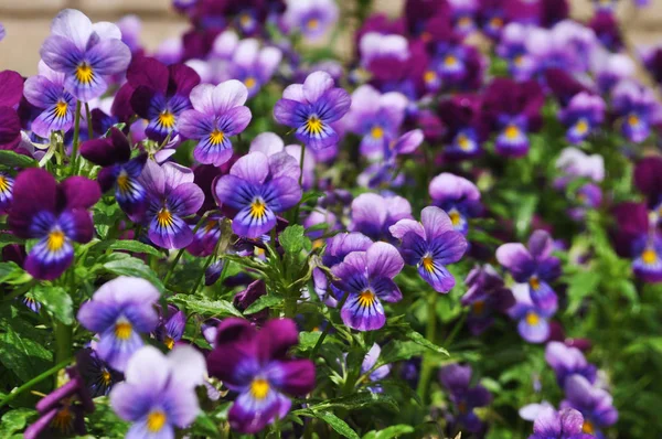 Många vackra lila Pansy blommor, festlig bakgrund — Stockfoto
