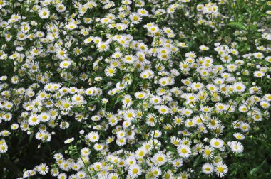 Çiçeklerin arka planı. Beyaz krizantemler.