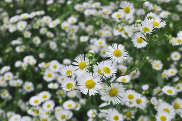 Achtergrond van bloemen. Witte chrysanten. — Stockfoto