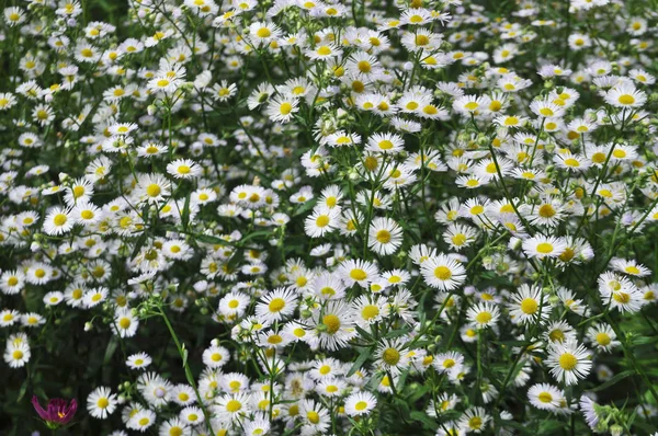 Background of flowers. White chrysanthemums. — Stock Photo, Image