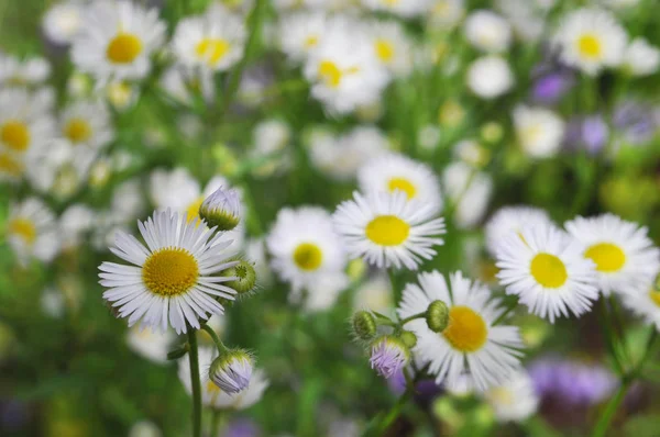 Bakgrund av blommor. Vita krysantemum. — Stockfoto