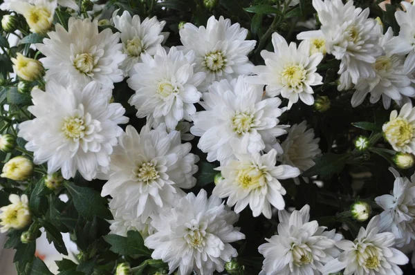 Tło kwiatów. Białe chryzantemy. — Zdjęcie stockowe