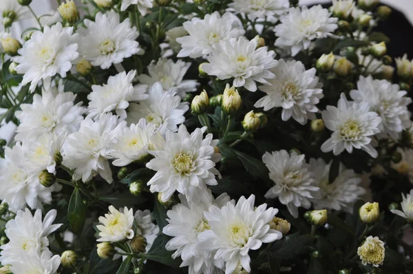 Fond de fleurs. Chrysanthèmes blancs . — Photo