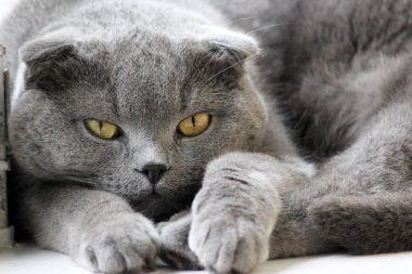 gri sevimli kedi