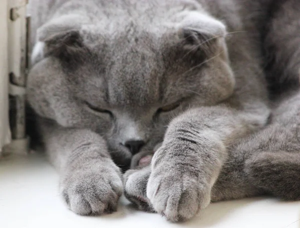 Cinza bonito dormir gato — Fotografia de Stock