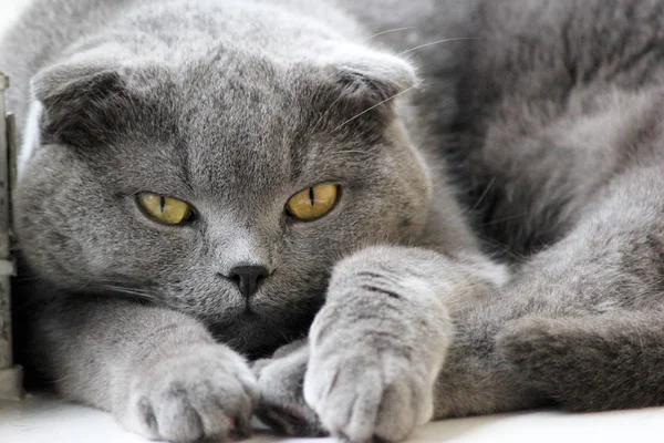 Gato bonito cinza — Fotografia de Stock