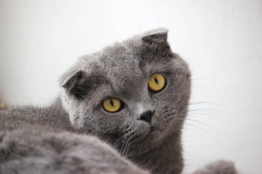 İskoç kıvrım gri sevimli kedi portresi