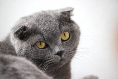 İskoç kıvrım gri sevimli kedi portresi 