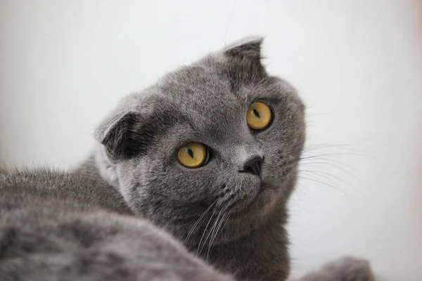 Portrait of a scottish fold gray cute cat — Stock Photo, Image