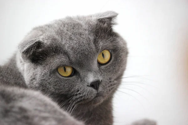 İskoç kıvrım gri sevimli kedi portresi 