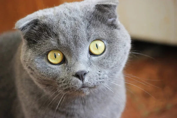 Портрет удивленного шотландского сгиба серого милого кота — стоковое фото