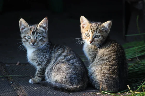 Dos gatitos lindos, gatos jóvenes mirando hacia adelante — Foto de Stock