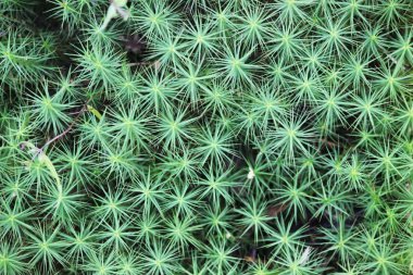 Yeşil yosun üst görünümü.