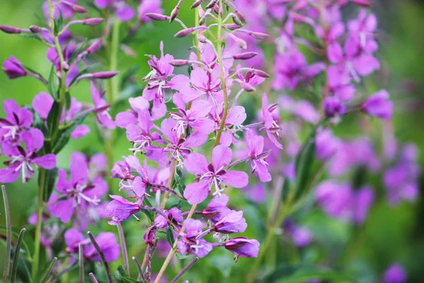 Field of blooming sally flowers. — Stock Photo, Image